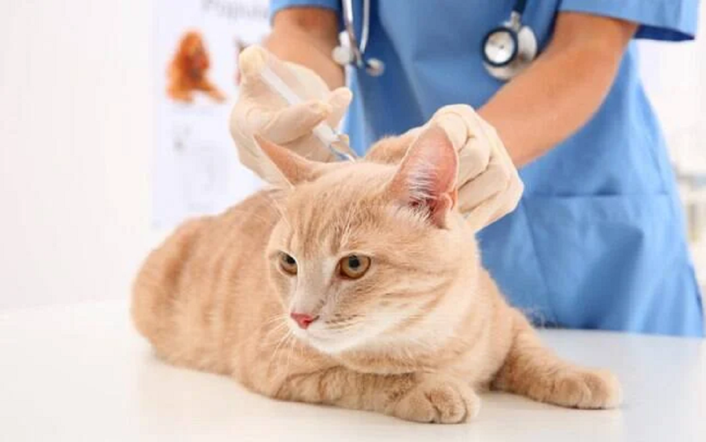 Por que as vacinas para gatos são importantes?