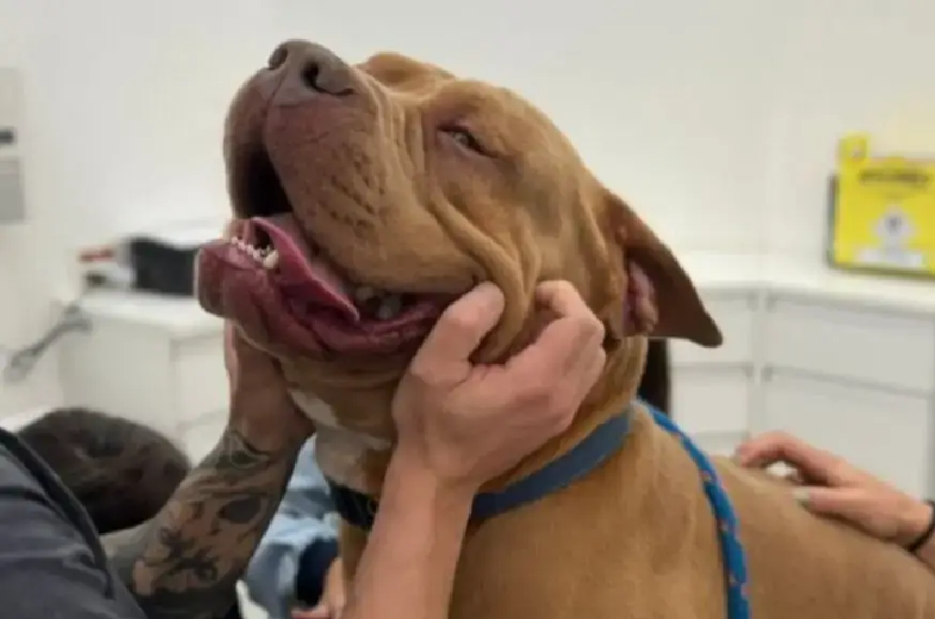 Cachorro com falta de ar
