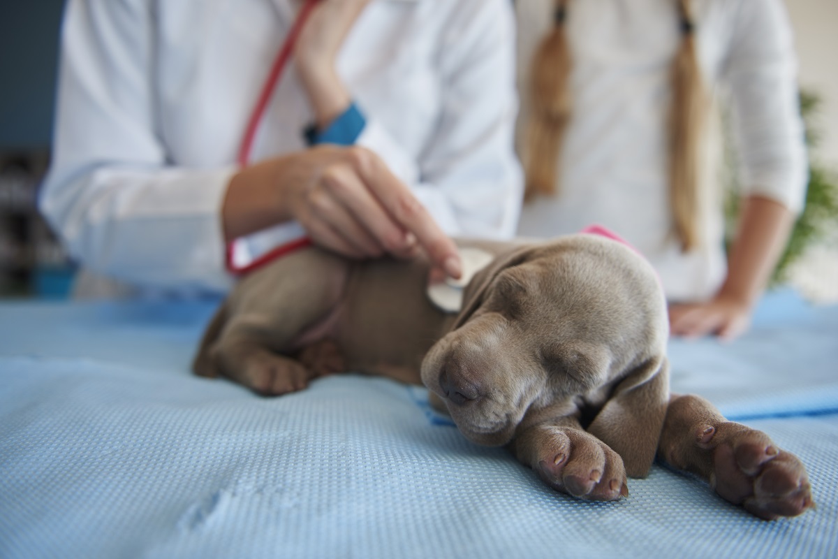 Cachorro sendo examinado Cachorro sendo examinado